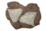 Two Paleocene Fossil Ginkgo Leaves - North Dakota #270171-1